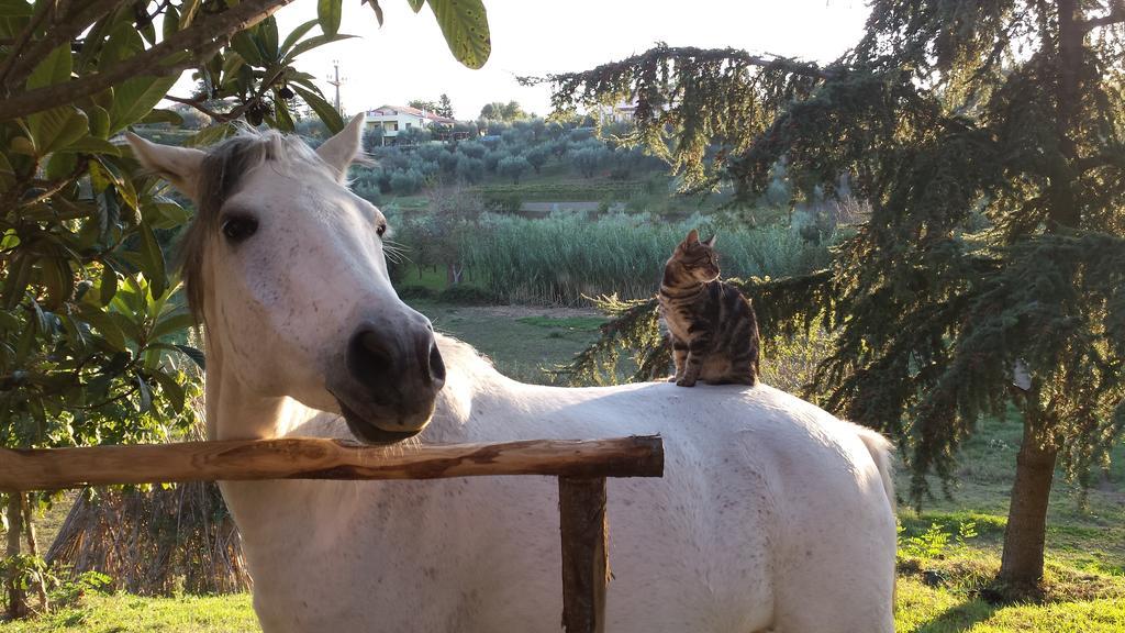 Il Casale Alle Farine Viterbe Extérieur photo